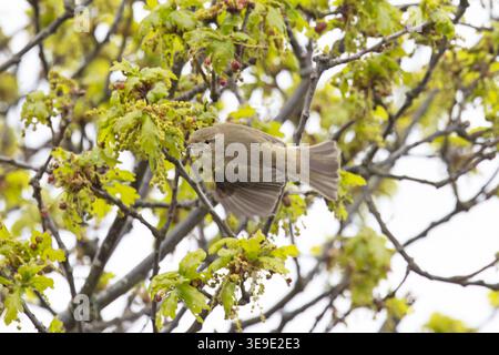 Iberischer Chiffchaff (Phylloscopus ibericus) Westleton Heath Suffolk April 2026 Stockfoto