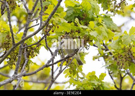 Iberischer Chiffchaff (Phylloscopus ibericus) singt männlich Westleton Heath Suffolk im April 2026 Stockfoto