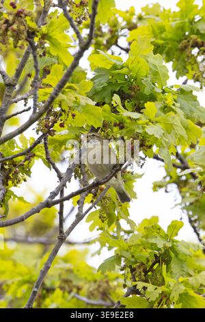 Iberischer Chiffchaff (Phylloscopus ibericus) singt männlich Westleton Heath Suffolk im April 2026 Stockfoto