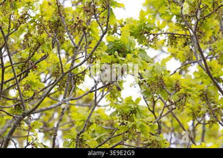 Iberischer Chiffchaff (Phylloscopus ibericus) Westleton Heath Suffolk April 2026 Stockfoto