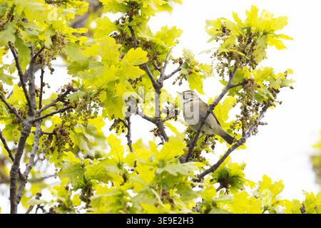 Iberischer Chiffchaff (Phylloscopus ibericus) singt männlich Westleton Heath Suffolk im April 2026 Stockfoto