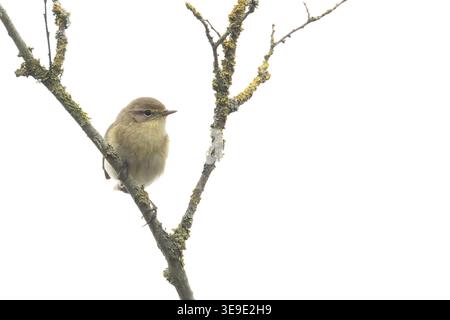 Iberischer Chiffchaff (Phylloscopus ibericus) Westleton Heath Suffolk April 2026 Stockfoto