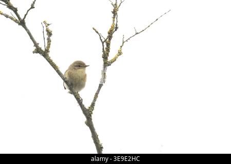 Iberischer Chiffchaff (Phylloscopus ibericus) Westleton Heath Suffolk April 2026 Stockfoto
