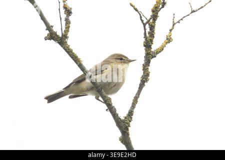 Iberischer Chiffchaff (Phylloscopus ibericus) Westleton Heath Suffolk April 2026 Stockfoto