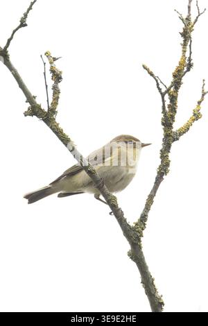 Iberischer Chiffchaff (Phylloscopus ibericus) Westleton Heath Suffolk April 2026 Stockfoto