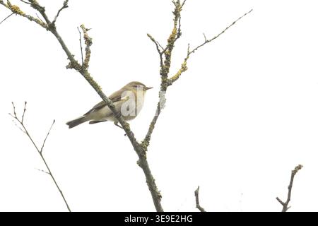 Iberischer Chiffchaff (Phylloscopus ibericus) Westleton Heath Suffolk April 2026 Stockfoto