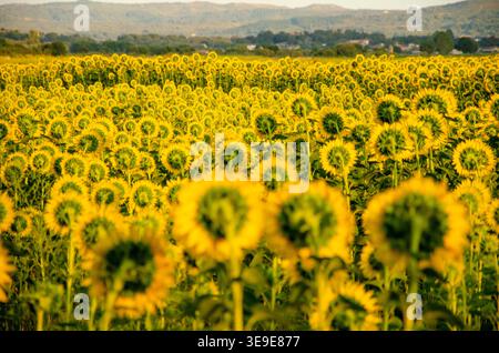 Endlose Reihen von leuchtenden Sonnenblumen in einer ländlichen Farm unter klarem Himmel Stockfoto