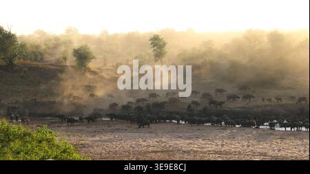 Kaffernbüffelherde im Staub / afrikanische Büffelherde im Staub / Syncerus Caffer Stockfoto