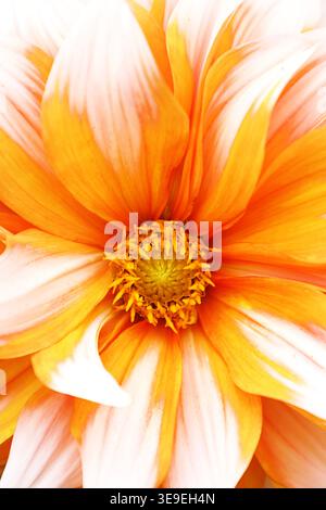 Eine wunderschöne orange-weiße Dahlia (Dahlia Pinnata), die ich im National Trust Garden in Felbrigg Hall fotografiert habe. Stockfoto