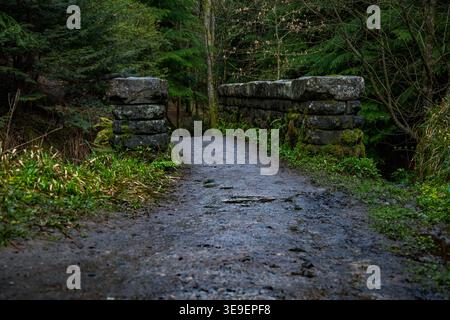Eine robuste, moosbedeckte Steinbrücke überquert einen Waldweg an der Eremitage und führt die Wanderer zu den Black Linn Falls in Perthshire Stockfoto