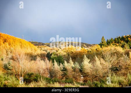 Pulsierendes goldenes Herbstlaub, beleuchtet durch einen Bruch der Sturmwolken auf einem zerklüfteten Hügel in Perthshire in den schottischen Highlands. Stockfoto