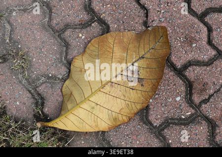 Großes, gefallenes tropisches Blatt überspannt mehrere Pflastersteine (Makro, Nahaufnahme, Blick von oben) Stockfoto