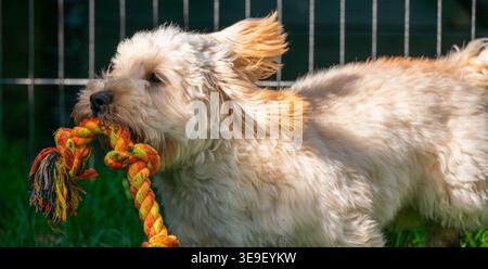 Energiegeladener Maltipoo Hund, der schnell mit farbenfrohem Seilspielzeug läuft Stockfoto