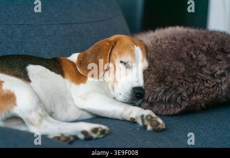 Dreifarbiger Beagle Dog, der auf Sofa mit braunem flauschigem Kissen schläft Stockfoto