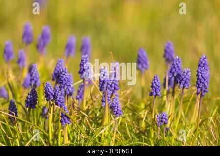 Blüten einer Traubenhyazinthe im Frühjahr, besucht von einer Hummel in einem deutschen Garten im Frühjahr 2026 Stockfoto