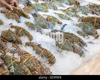 Frische, rohe blaue Schwimmkrabben, gebunden mit bunten Gummibändern, die auf einem Bett aus zerstoßenem Eis auf einem Meeresfrüchtemarkt kühlen. Stockfoto