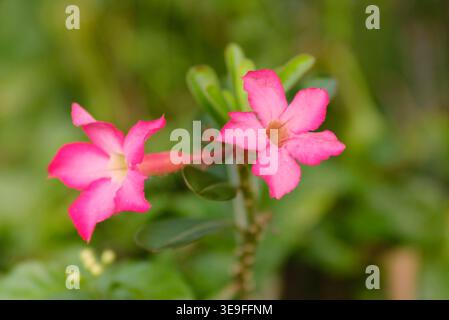 Rosa Frangipani Blumen - Rosa Frangipani Blumen blühen im Garten Stockfoto