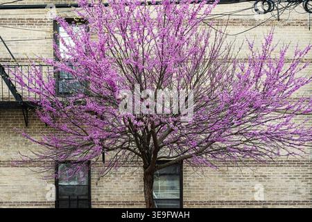Rotknospenbaum in Frühlingsblüte Stockfoto