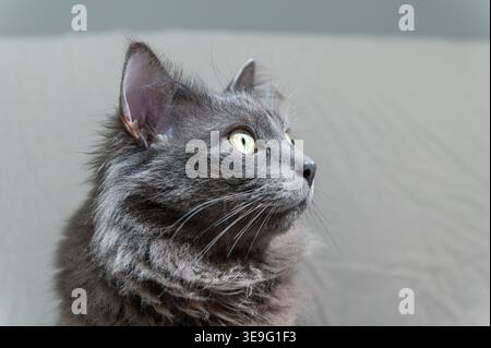 Nahaufnahme des Kopfes einer grauen Katze mit halblangem Haar, das nach oben blickt Stockfoto