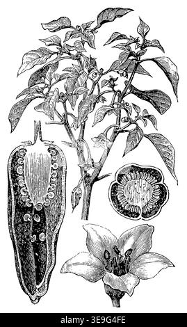Paprika (Capsicum annuum) — Blüte, Frucht, Längsschnitt und Querschnitt der Frucht, detaillierte botanische Vintage-Gravur. Stockfoto