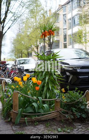 Berlin, Deutschland - 18. April 2026: Ein dekorativer Straßengarten mit kaiserlichen Kronblumen und Tulpen im Stadtteil Treptow im Frühjahr. Stockfoto
