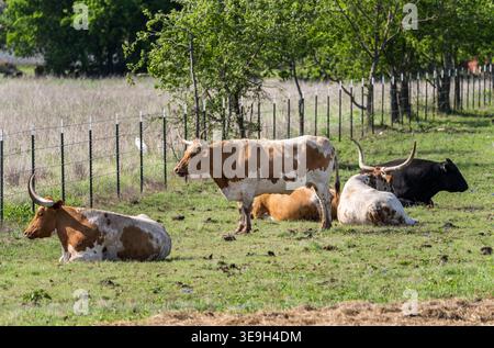 Eine Herde Texas Longhorn Rinder entspannen auf einem grasbewachsenen Feld in der Nähe von Georgetown, Texas. Die legendären Tiere befinden sich in der Nähe eines Metallzauns. Stockfoto