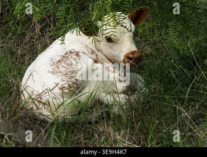 Ein weiß-braunes texanisches Longhorn-Kalb liegt inmitten des grünen Grases im Hill Country bei Llano, Texas. Ländliche Landschaft. Stockfoto