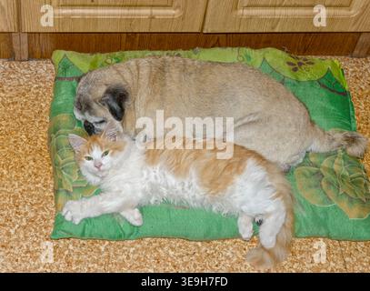 Nahaufnahme zweier Haustiere, alter Mops und junge Katze, die zusammen auf grüner Matte liegen. Stockfoto