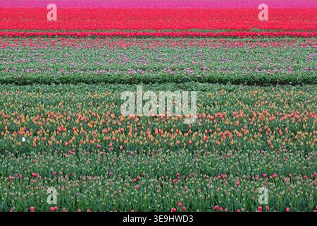 Blühendes Tulpenfeld mit Blumen in mehreren Farben in der niederländischen Landschaft Stockfoto