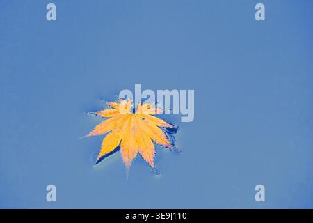 Ein gefallenes Ahornblatt, das auf der Oberfläche des blauen Wassers schwimmt. Horizontales Foto Stockfoto