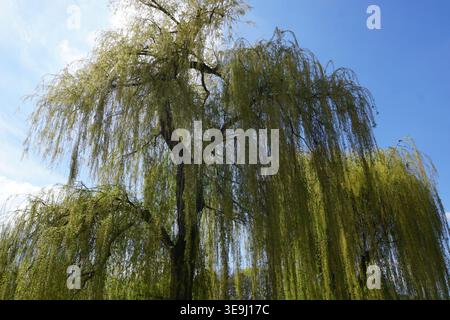 Farbenfrohe grüne und goldene Blätter zieren die Baumkrone einer wunderschönen Trauerweide (Salix babylonica) an einem sonnigen Tag im Frühling oder Sommer. Stockfoto