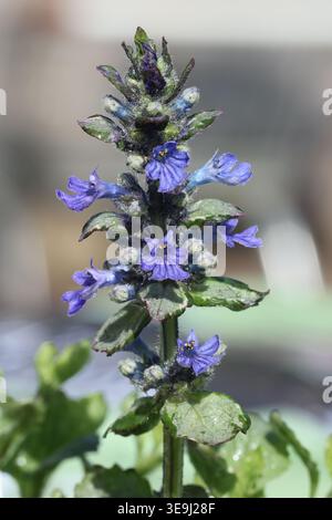 Ajuga reptans 'Prinzessin Elsa'. Nahaufnahme Blumenspitze aus verschiedenem Silber und grünem Eimer mit tiefblauen Blüten im Frühling. Stockfoto