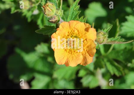 Geum 'Totally Tangerine'. Nahaufnahme einer einzelnen pfirsichfarbenen, orangen Aschenblüte. Stockfoto