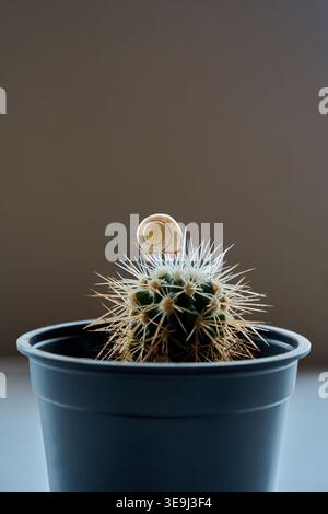 Eine kleine Schneckenschale auf einem stachelgrünen Kakteen in einem grauen Plastiktopf, minimalistisches Studio vor neutralem Hintergrund. Stockfoto