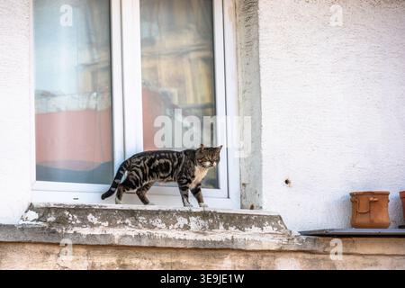 Streunende Tabbykatze, die auf einem Fenstervorsprung in Istanbul in der Türkei läuft Stockfoto