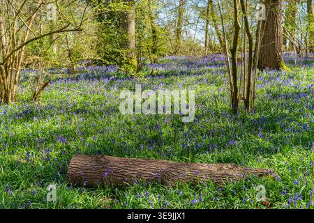 Blauglocken blühen im Frühjahr im Hatchlands Park, West Horsley, in der Nähe von Guildford, Surrey, Südosten Englands Stockfoto