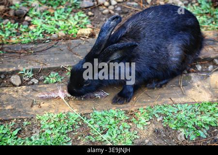 Ein junges Agouti-farbiges Kaninchen, Europäisches Kaninchen (Oryctolagus cuniculus domesticus) Stockfoto