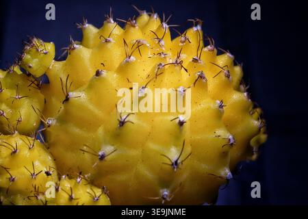 Extreme Makroaufnahme eines leuchtend gelben, vielfarbigen Gymnocalycium mihanovichii-Kaktuskaktus, bekannt als Mondkaktus. Stockfoto