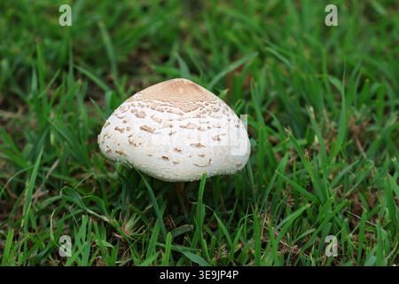 Einzelner frischer Pilz wächst in üppigem grünem Gras mit strukturierter Kappe in einer natürlichen Umgebung im Freien Stockfoto