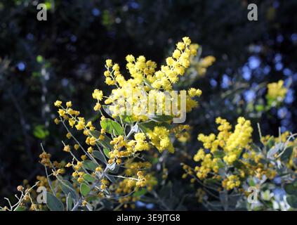 Hellgoldgelbe Pompom-Blüten eines silbernen Flechtzweigs in Queensland unter weichem Tageslicht Stockfoto
