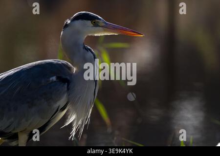 Ein Graureiher (Ardea cinerea) in einem Park in Kanagawa, Japan. Stockfoto