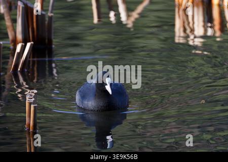 Ein eurasischer oder gemeiner Coot (Fulica atra) auf einem See in einem Park in Kanagawa, Japan. Stockfoto