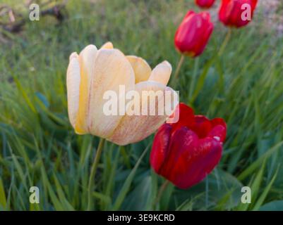 Creme- und rote Tulpen (Tulipa) blühen zusammen in einem üppig grünen Frühlingsgarten, Seitenansicht mit selektivem Fokus. Stockfoto