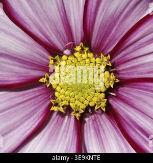 COSMOS bipinnatus dekorative Blume - Cosmos bipinnatus, Gartenkosmos, mexikanischer Aster Stockfoto