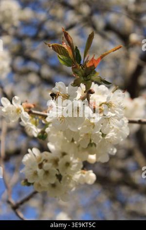 Kirschblüten zeigen weiße Blüten vor einem hellblauen Himmel im frühen Frühjahr. Bienen besuchen die Blumen, während frische grüne Blätter erscheinen. Die Stockfoto