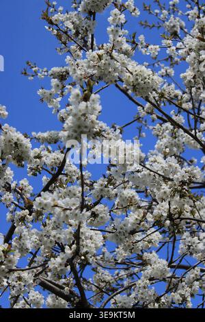 Weiße Blumen bedecken die Zweige eines Baumes vor einem hellblauen Himmel. Diese Szene zeigt die Schönheit des Frühlings, während die Blumen im vollen Sonnenlicht blühen. Stockfoto