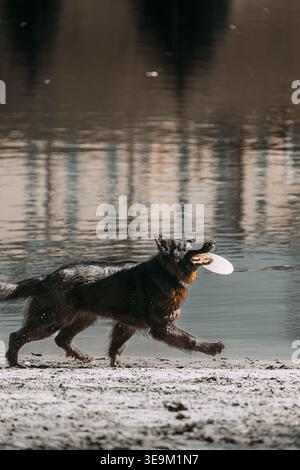 Elsässischer Wolfshund Oder Schwarzer Deutscher Schäferhund, Der Mit Der Fliegenden Scheibe Im Freien Spielt. Verspielte Haustiere Im Freien. Deutscher Schäferhund Springt Im Freien Stockfoto