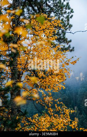 Lebhafte Herbstbirkenblätter und dunkle Kiefernzweige im Nebelwald Stockfoto