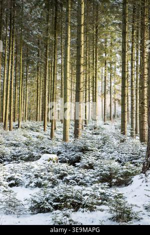 Kleine Kiefern bedeckt mit Schnee und großen Baumstämmen, dänische Winterlandschaft Stockfoto