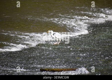 heron steht in einer Kaskade Stockfoto